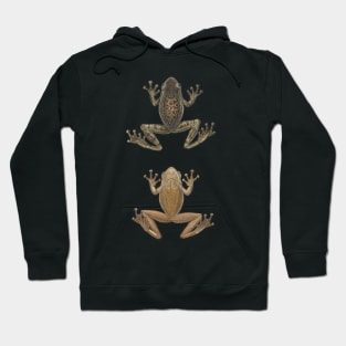 Cuban Tree Frog Vintage Antique Scientific Drawing Hoodie